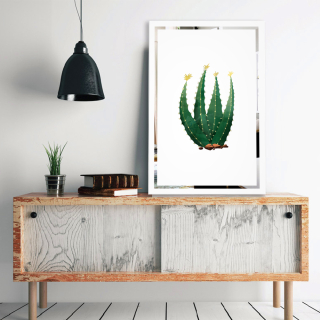 Slika na ogledalu Kaktus Mirrora 69 - 60x40 cm