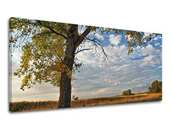 Slike na platnu DREVESA Panorama ST016E13